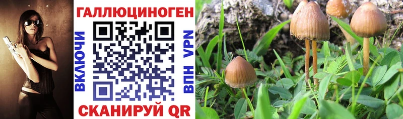 Псилоцибиновые грибы мицелий Улан-Удэ